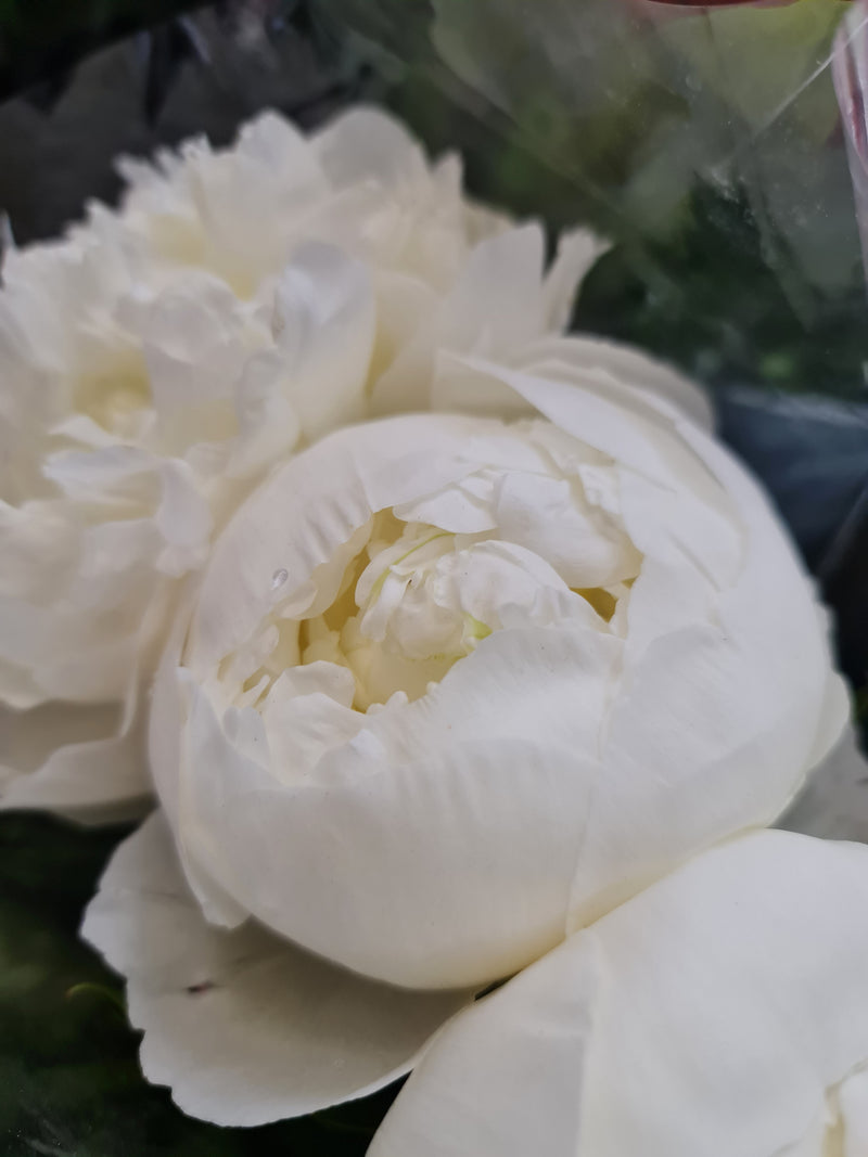 White Peony