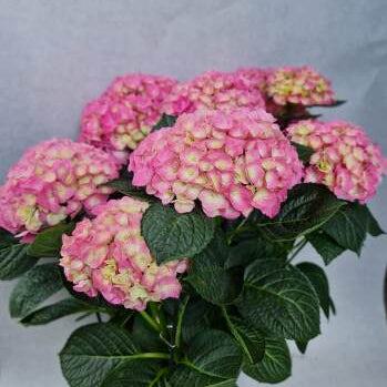 Magic Hydrangea Pink