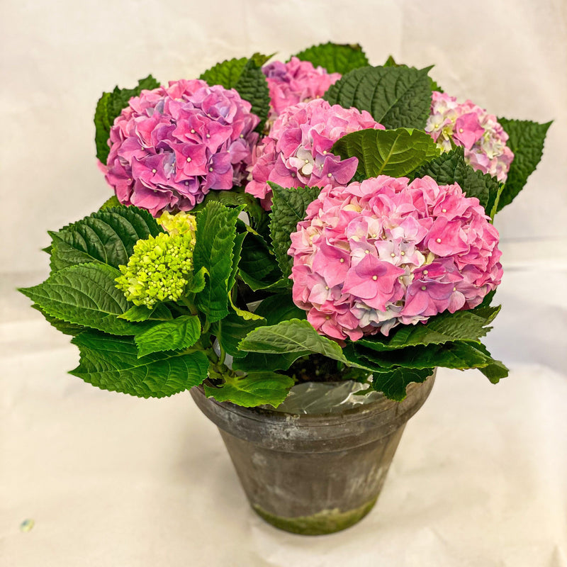 Pink Hydrangea