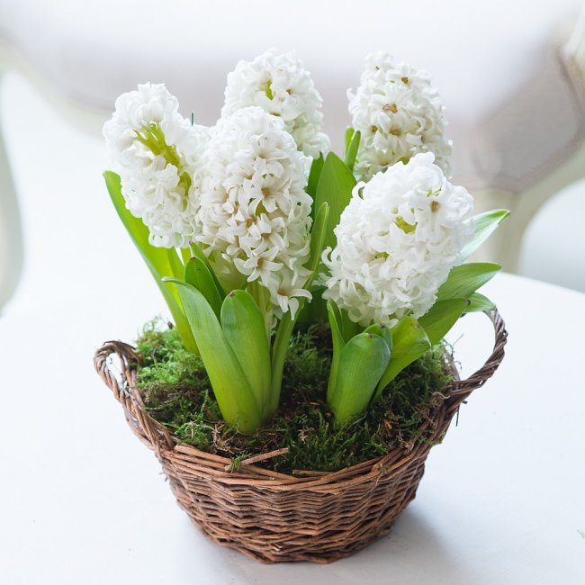 White Spring