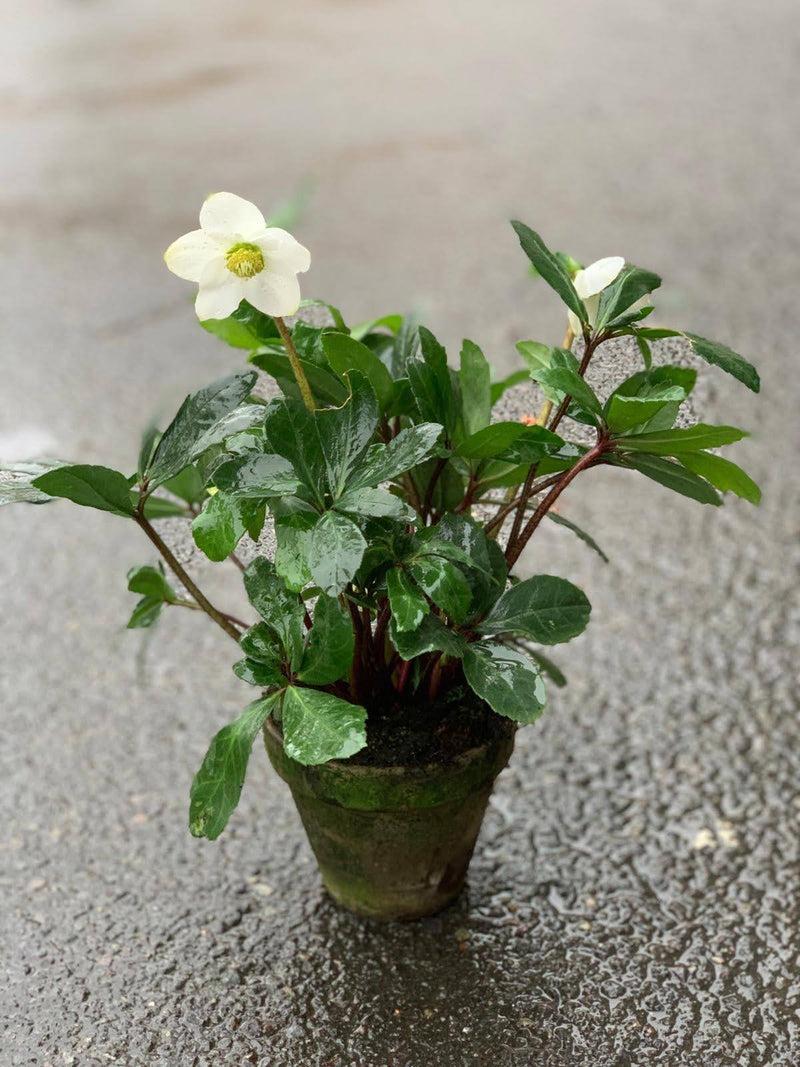 Winterbell Helleborus Plant