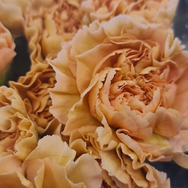 Light Peach Supreme Carnation
