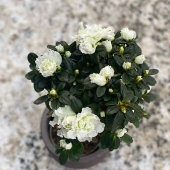 Azalea delight