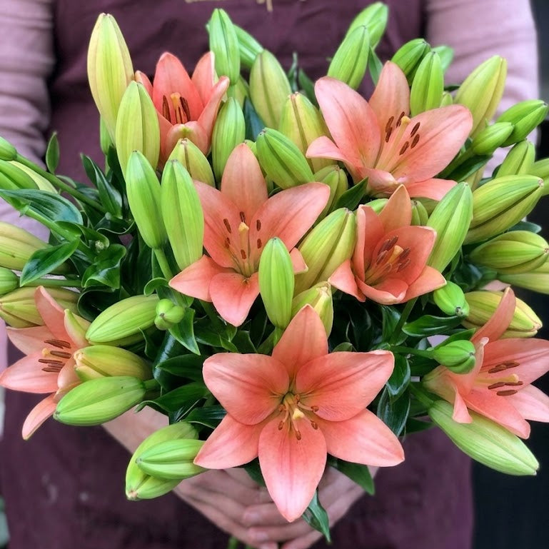 Oriental Pink Lily