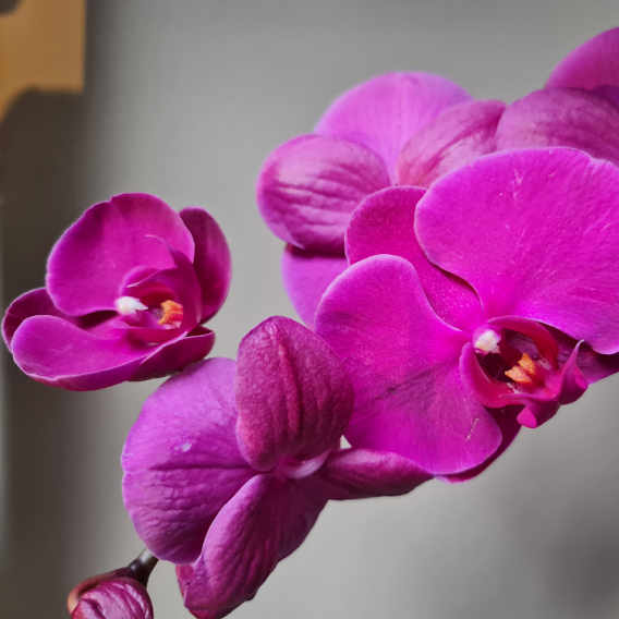 Purple Phalaenopsis
